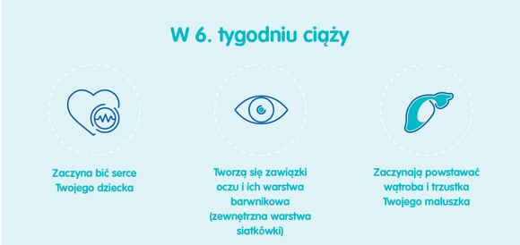 Rozwój dziecka – 6. tydzień ciąży