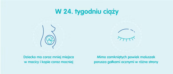 Płód w 24 tygodniu ciąży