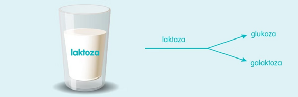 laktoza laktoza