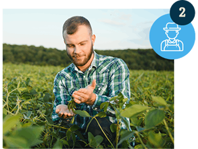 Rolnik agronom sprawdza zielone nasiona soi rosnące na polu