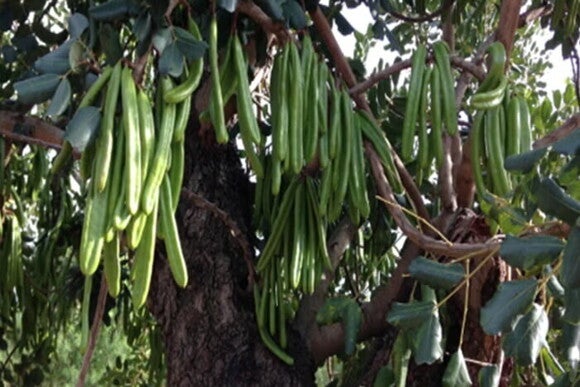 carob tree pods during the growth period carob tree pods during the growth period