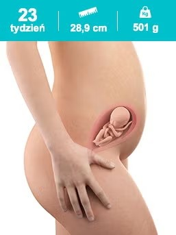 Rozwój dziecka – 23. tydzień ciąży Rozwój dziecka – 23. tydzień ciąży