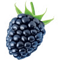 Ikona jeżyna
